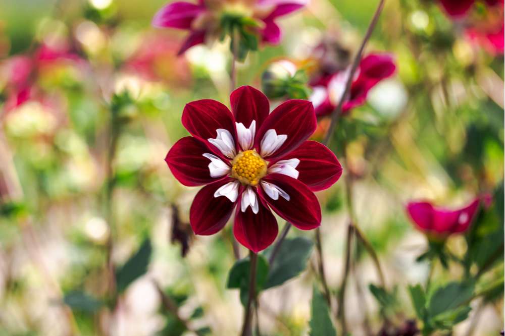 Dahlia 'Mary Evelyn'